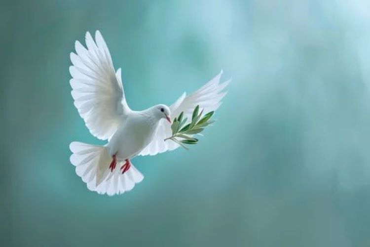 Peace building